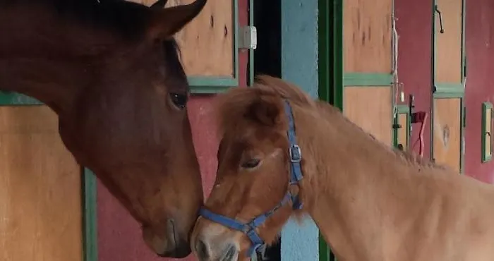 La Bruca 4* סקליאה